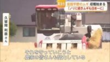 「ノリに続いて二条大麦でも日本一を」佐賀の二条大麦が春先の水不足と天候不順乗り越え収穫へ【佐賀県】