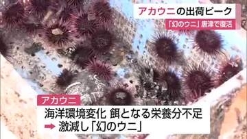 「幻のウニ」が復活へ！激減したアカウニを3年かけ養殖 出荷ピーク【佐賀県】