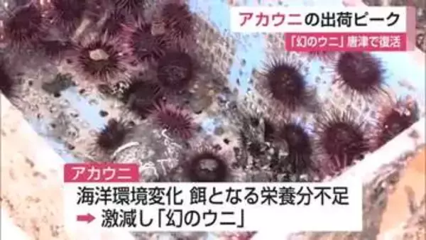 「幻のウニ」が復活へ！激減したアカウニを3年かけ養殖 出荷ピーク【佐賀県】