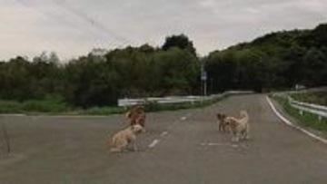 ５匹のイヌが道路の真ん中に突如出現　路上でのんびり座り込む犬も　車は一時停止して“路上のわんこ”を見守り