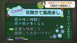 「「花開きて風雨多し」満開の桜を楽しむチャンスは木曜日・金曜日【佐賀県】」の画像1