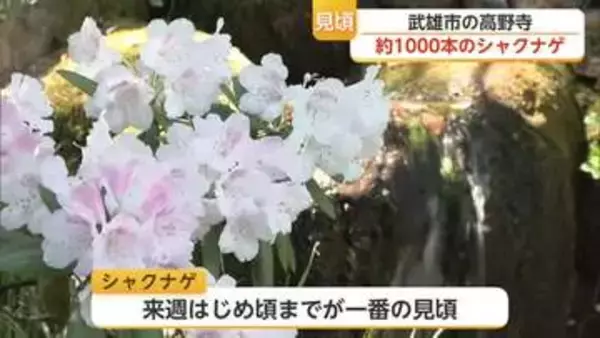 白やピンクのシャクナゲ1000本が満開 武雄市・高野寺で見頃迎える【佐賀】