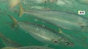 ブランドのサバが夏の海水温上昇で大量死　「唐津Qサバ」2年連続で出荷を断念　稚魚9万6000匹の約9割が死滅