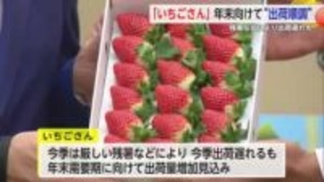 「いちごさん」出荷状況を生産者が県庁へ報告訪問 年末に向け出荷量は増える見込み【佐賀県】