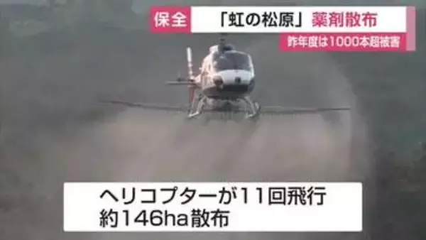 「虹の松原」を害虫から守るため上空から薬剤散布　昨年度は1000本超の被害木【佐賀県】