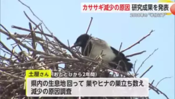 カササギが2008年の“半分以下”に... 原因は都市化に加えカラス増加か【佐賀県】