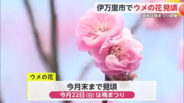 伊万里市 ウメが例年より早く見頃迎える 週末は「梅まつり」【佐賀県】