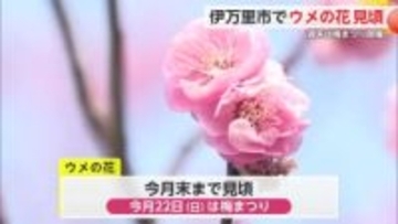 伊万里市 ウメが例年より早く見頃迎える 週末は「梅まつり」【佐賀県】