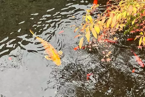 「「薩摩金山蔵」は没入度満点なリアルイマーシブ空間！酒好きゲーマーが実際に体験してみた！」の画像
