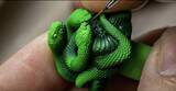 「Razer「Artisan Keycap - Triple-Headed Snake Edition」発表、ブランドを象徴する特別なキーキャップはお値段15,980円」の画像4