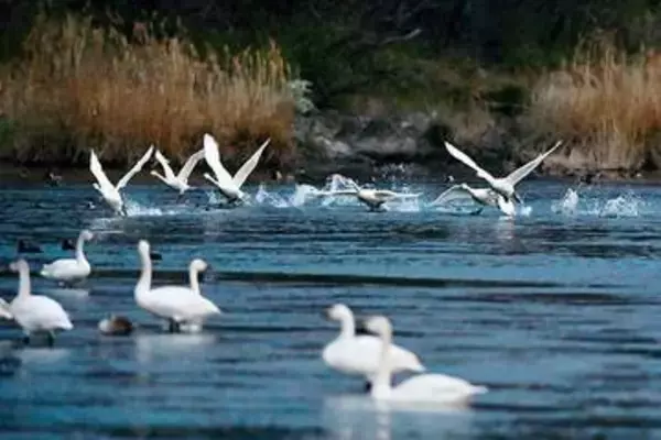 埼玉から飛び立つ…コハクチョウ、荒川からシベリアへ　越冬している深谷、寂しい河原に　「秋に元気に戻って来て」