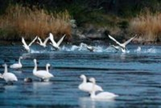 埼玉から飛び立つ…コハクチョウ、荒川からシベリアへ　越冬している深谷、寂しい河原に　「秋に元気に戻って来て」