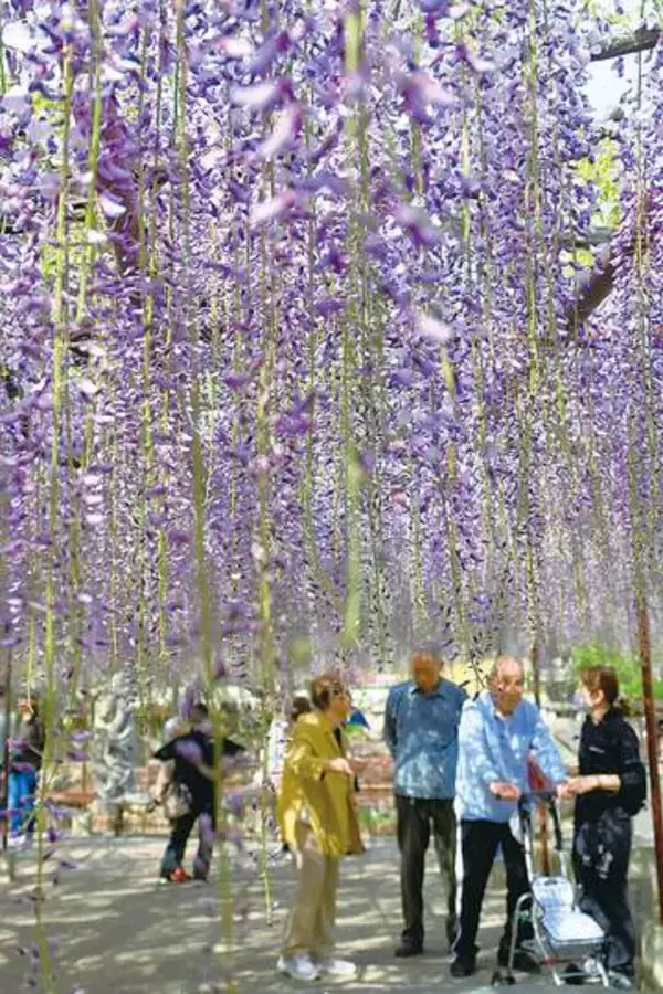 埼玉の名所…「骨波田の藤」が見頃　樹齢650年のムラサキナガフジ　芳香を漂わせる花房、今後1メートル以上に　大型連休いっぱいまで楽しめそう…本庄の長泉寺、入場料は花の咲き具合で変動