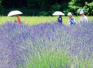 ラベンダーが見頃…約1万3千株が咲き誇り、紫や白、ピンクの花が初夏を彩る　埼玉・嵐山町　28日まで祭り、20日夜は一日限定ライトアップも