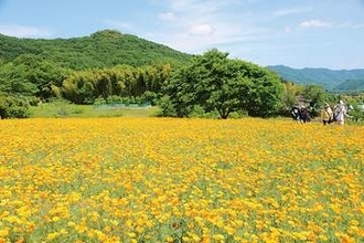 一面オレンジ色…ハナビシソウが見頃　埼玉・長瀞　新緑の山々と青空を背景に風に揺れる花々が来場者魅了　バス停風フォトスポットやベンチも　「想像以上」と感動の声
