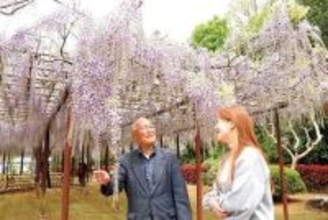 藤の花が見頃…推定樹齢約150年、埼玉・熊谷の民家で　50年前古木を移植　藤棚は年々拡大、「江南の藤」地域の名所に　29日に「藤祭り」、公開は5月8日まで