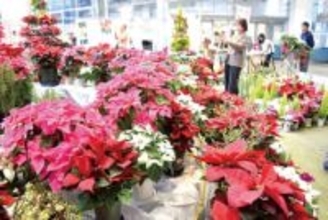 全国有数の生産量を誇る…埼玉・本庄のポインセチア、本庄市役所で展示　10種類760鉢が彩り　毎年恒例「クリスマス・ディスプレイ」始まる　展示は17日まで　18日午前10時からは花の即売会も