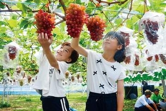 埼玉にブドウ狩りシーズン到来…暑さの影響で生育が10日ほど早まる　オリジナル品種やシャインマスカット　収穫は10月中旬から11月上旬まで　生産者「気温が高く糖度も乗ってきている」と出来栄えに自信