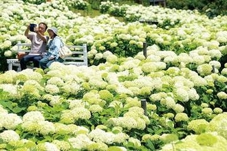 アナベル3千株…六分咲き　花々が球状に、緑色から白色へ　長瀞の「花の里」　俳優女性「きれいですごくいい」　花言葉は？