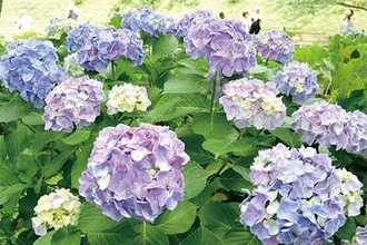 アジサイ1万株、しっとりと彩り　色とりどりの大輪、埼玉・幸手の公園で見頃　早咲きと遅咲きあり、五分咲きの状態　キッチンカーの出店も…21日までまつり