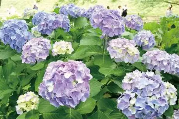 アジサイ1万株、しっとりと彩り　色とりどりの大輪、埼玉・幸手の公園で見頃　早咲きと遅咲きあり、五分咲きの状態　キッチンカーの出店も…21日までまつり