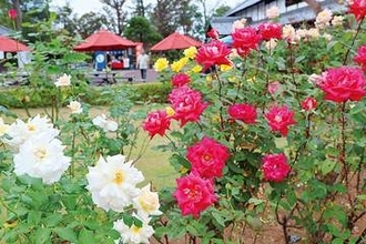 絶景の秋バラ350種、千株が咲き誇る　春バラより発色が良く、香りも豊か　夏の暑さと9月の長雨で開花が遅れ…見頃は11月上旬まで