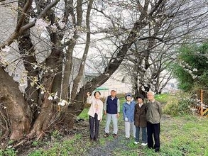 せめて一本だけでも残して…市民団体が保存訴えるも駅前の桜3本を伐採へ　樹齢80年、樹木医「珍しく貴重」と評価　市「やむを得ない」