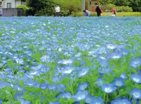 青いじゅうたん　埼玉でネモフィラが見頃　北本の地場物産館「桜国屋」裏の花畑　