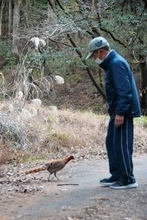 “神秘的な野鳥”姿を見るのが難しいとされるヤマドリの雄　埼玉・小川の関口さんがチョウの調査に出かけ遭遇　「車のエンジン音に反応しているのでは…」と分析
