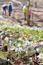 “春の妖精”　セツブンソウが見頃　埼玉・小鹿野にある自生地　約5千平方メートルで国内有数　例年より開花が1週間ほど早く、10日ごろまで