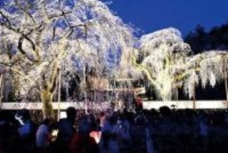 埼玉で絶景！指折りの桜の名所、シダレザクラが見頃　早咲きの桜はすでに満開、寺の境内で30本咲き誇る　遅咲きの種類は今週見頃　3、4日のライトアップは必見