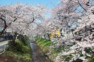 桜名所を未来へ　老木化やクビアカツヤカミキリ被害で桜並木の約8割が衰え　埼玉・深谷　復活プロジェクト始動、植樹へCFで寄付募集