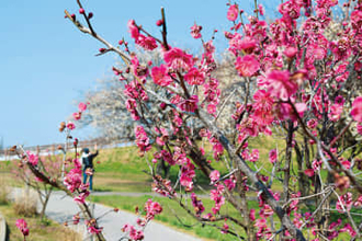 桜の名所で一気に開花…紅白の梅が見頃　埼玉・幸手の権現堂、白梅を中心に30本　桜と菜の花の季節前に園内を彩る　今月下旬まで