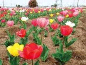 チューリップが見頃…8種類、2万個の球根から開花　埼玉・鴻巣の「花のオアシス」　花の寄せ植え体験や球根の掘り出しなども　4、5日に「チューリップまつり」