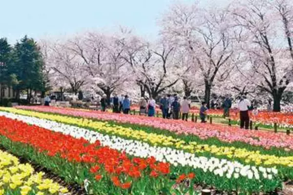 3万株のチューリップとソメイヨシノが競演　埼玉・深谷グリーンパーク　チューリップの切り花出荷量で全国有数の深谷、大勢の来場者ら写真撮影し楽しむ　サクラは熊谷で3日に満開と発表