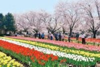 3万株のチューリップとソメイヨシノが競演　埼玉・深谷グリーンパーク　チューリップの切り花出荷量で全国有数の深谷、大勢の来場者ら写真撮影し楽しむ　サクラは熊谷で3日に満開と発表