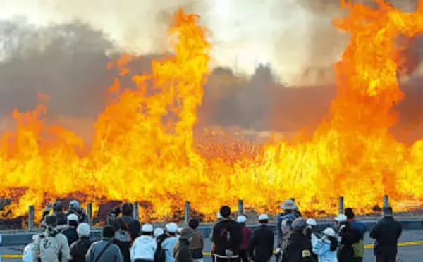 炎が青空に向かって高く燃え上がる　「サクラソウ自生地」で新春恒例の草焼き　枯れ草を燃やしサクラソウの芽吹きを促す　花が咲くのは3月下旬ごろから