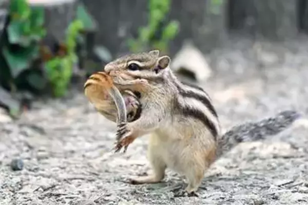 貴重な瞬間！目が開いていない子リス、母リスがくわえて運ぶ　生まれて25日前後　リスたちが引っ越し　さいたまの“りすの家”で客ら魅了　100匹のシマリスが放し飼い