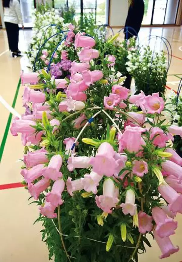 過保護でも放任でも、良い花が咲かない　子育てと似ている…地域ぐるみで取り組み、育てたフウリンソウ見頃に　埼玉・深谷で200鉢を展示　31日まで