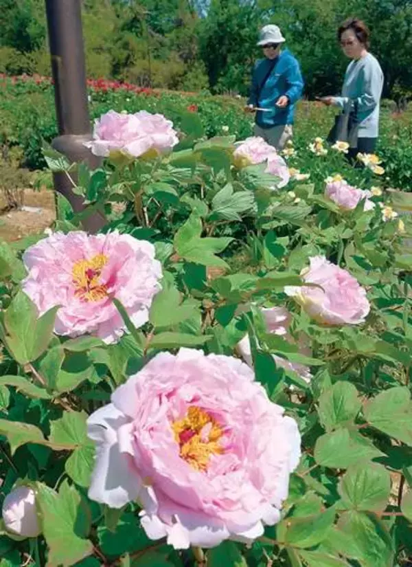 埼玉に関東有数の規模…ボタン、150品種5千株が見頃　「東松山ぼたん園」　まだ名称ない新品種、2株も初公開　名称も募集　5月3～6日にはイベントも