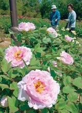 埼玉に関東有数の規模…ボタン、150品種5千株が見頃　「東松山ぼたん園」　まだ名称ない新品種、2株も初公開　名称も募集　5月3～6日にはイベントも