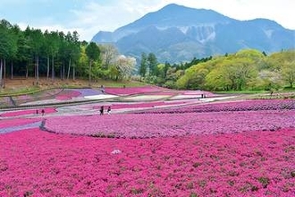 埼玉の絶景…シバザクラ、40万株が見頃に　色鮮やか10品種、丘を覆う　今年は例年より1週間早く開花　秩父・羊山公園「芝桜の丘」　5月6日まで芝桜まつり