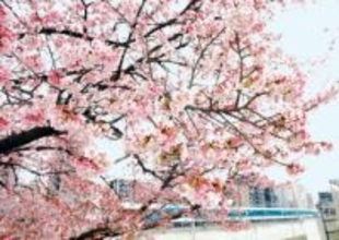 列車から眺める“大宮操の桜”、間もなく満開に　JR社員もお勧め、夕方～夜のライトアップ「幻想的」