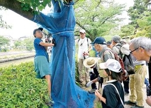 埼玉のサクラ守れ…記者も参加した草加の駆除体験会で30分に20匹超　樹木を枯らす外来害虫クビアカ拡大　あす20日も体験実施