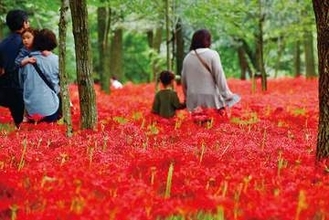 圧巻ヒガンバナ500万本、見頃を迎える　日本最大規模の群生地　林の中を真っ赤に染め上げる　酷暑が和らぎ、今年は例年並みに開花　9月末まで楽しめる