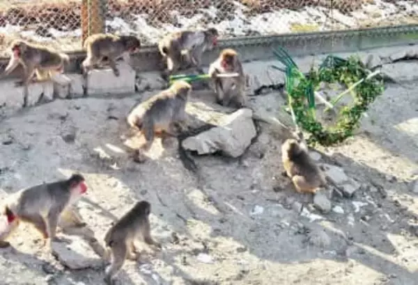 新鮮なネギとブロッコリーをニホンザルに　埼玉・深谷産の野菜　深谷ネギに加え、今年4月から新たに指定野菜に加わるブロッコリーも