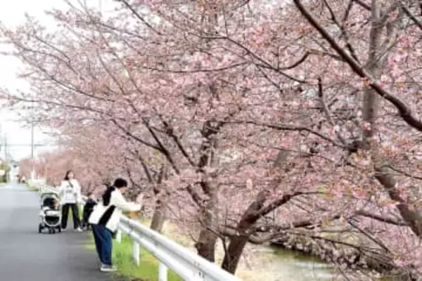 早咲きの河津桜、見物客を魅了　可憐なピンク色の花、埼玉・久喜の青毛堀川沿いで咲き始める　神社の裏手から2.5キロに植えられた370本、見頃は3月上旬の見込み　7日にはキッチンカー出店のミニイベントも