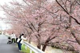 早咲きの河津桜、見物客を魅了　可憐なピンク色の花、埼玉・久喜の青毛堀川沿いで咲き始める　神社の裏手から2.5キロに植えられた370本、見頃は3月上旬の見込み　7日にはキッチンカー出店のミニイベントも
