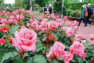 埼玉最大のバラ園…伊奈で「バラまつり」　400種5千株以上のバラが見頃　キッチンカーの出店やスタンプラリー、ローズウエディングなどイベント　16、22日にはライトアップも