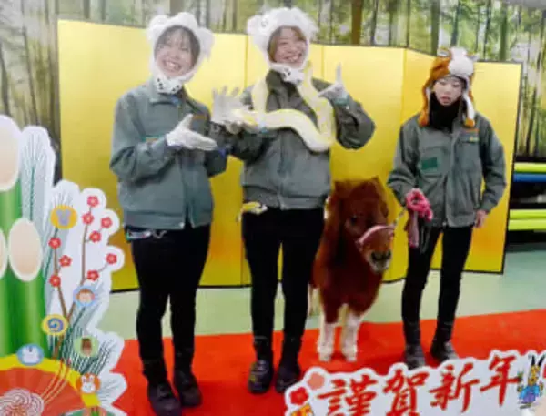 ヘビの「コウ」とポニーの「こむぎ」が登場　巳年から午年へ…埼玉・宮代の東武動物公園で干支の引き継ぎ式　飼育員ら、ウマにかけて新年への思い語る「うまくいくよう、最後まで駆け抜ける一年に」